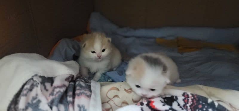 Persian kittens for sale 2