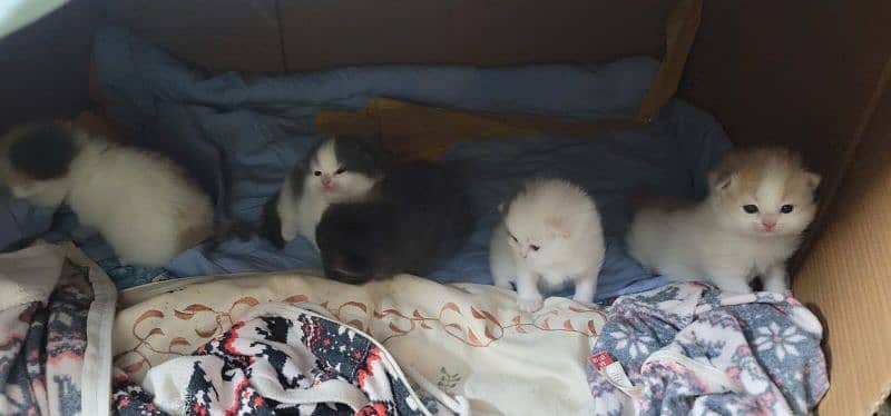 Persian kittens for sale 4