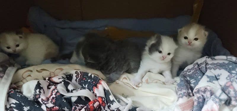 Persian kittens for sale 5