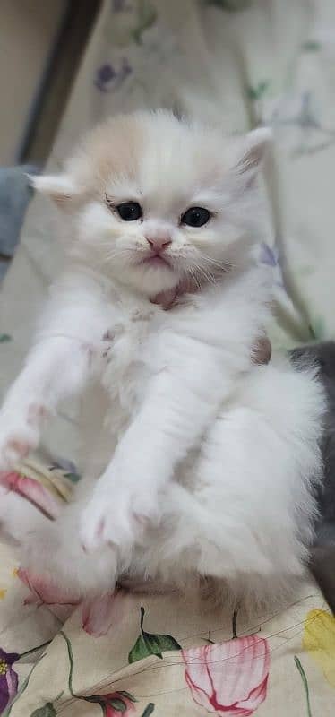 Persian kittens for sale 8