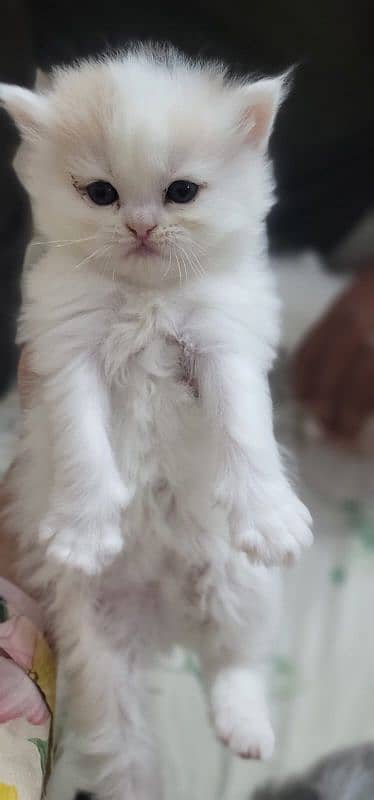 Persian kittens for sale 9