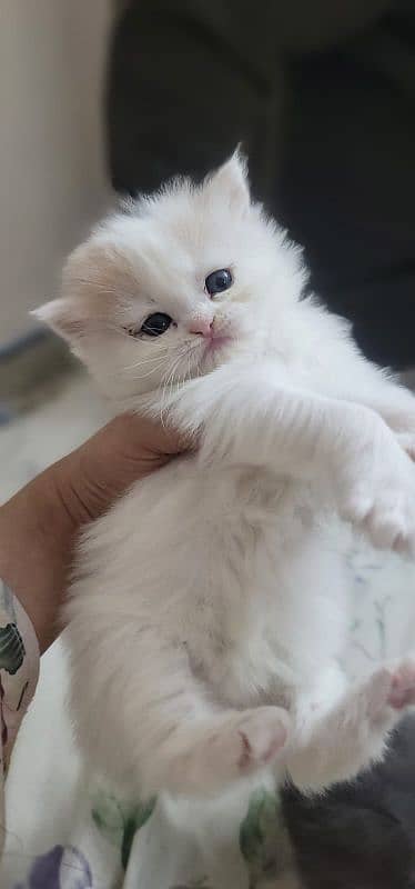 Persian kittens for sale 11