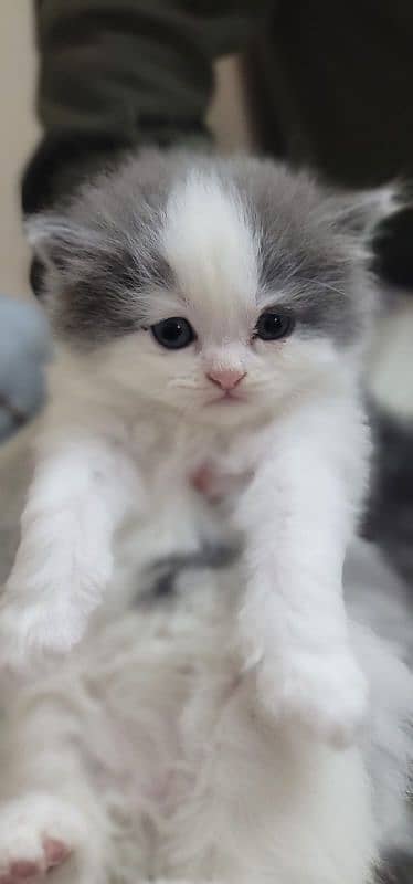 Persian kittens for sale 13