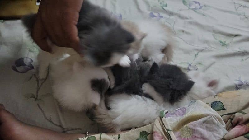 Persian kittens for sale 14