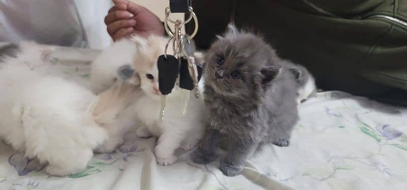 Persian kittens for sale 15