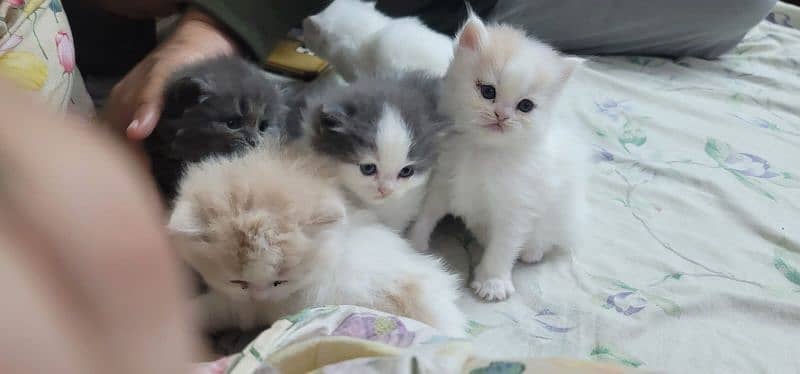 Persian kittens for sale 16