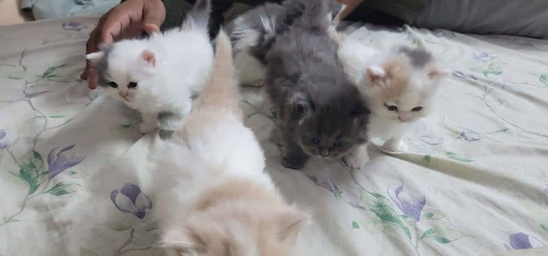 Persian kittens for sale 17