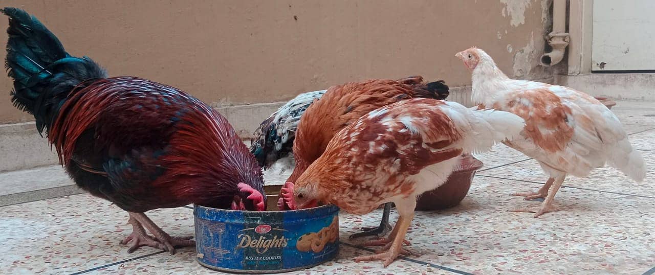 Desi hens 3