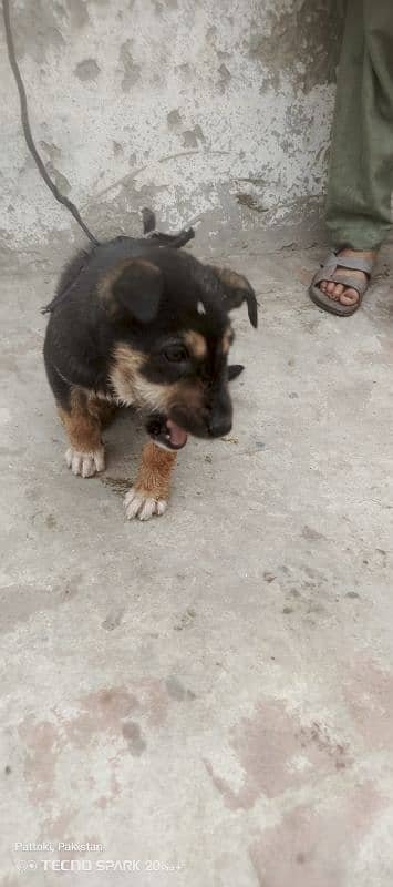 rottweiler puppy 0