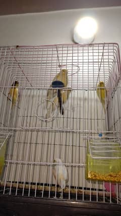 canary 1male:6500 and female 4500 seller