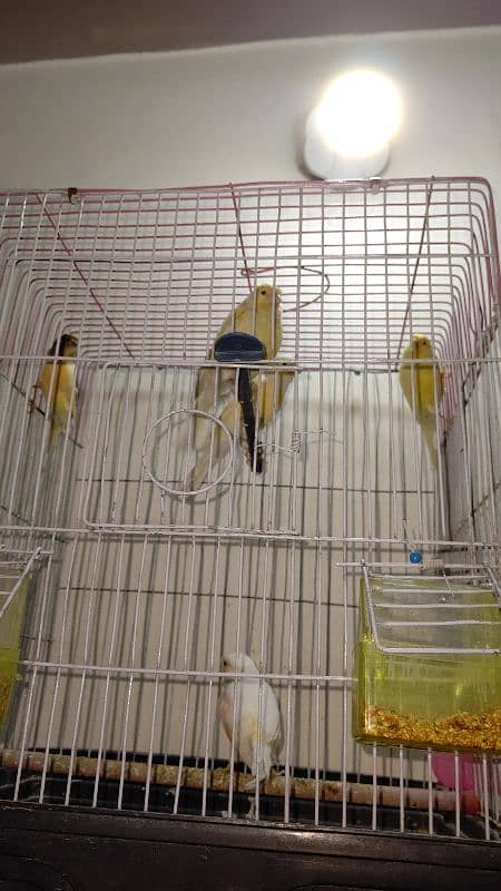 canary 1male:6500 and female 4500 seller 0