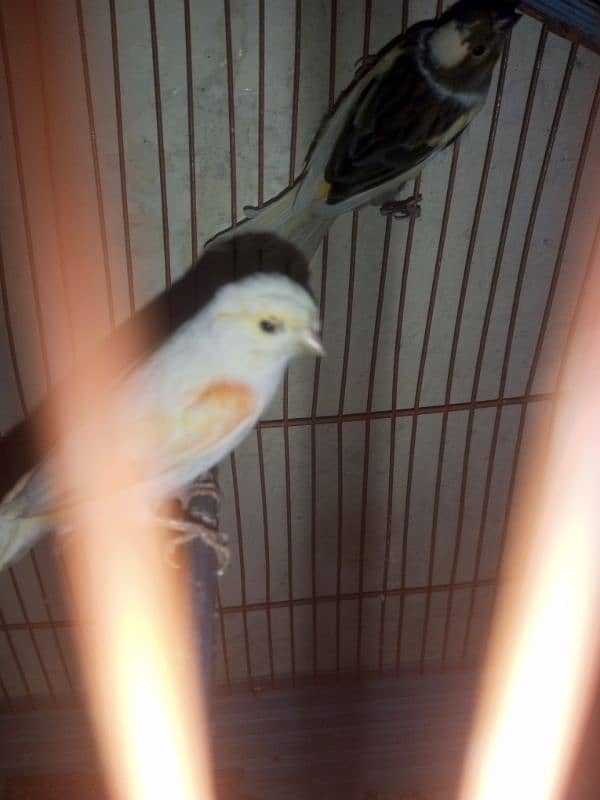 canary 1male:6500 and female 4500 seller 1