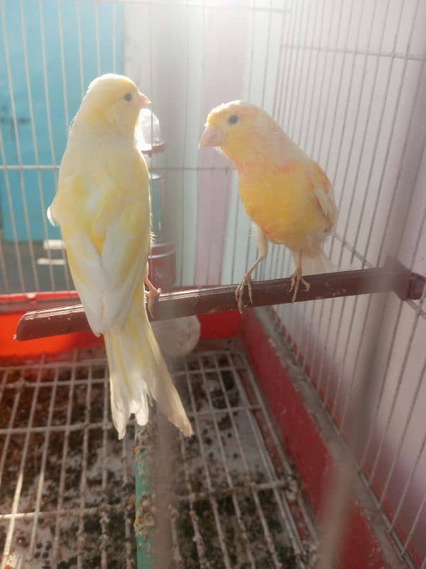 canary 1male:6500 and female 4500 seller 2