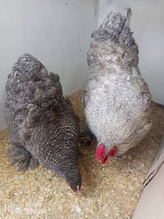 Brahma Hen