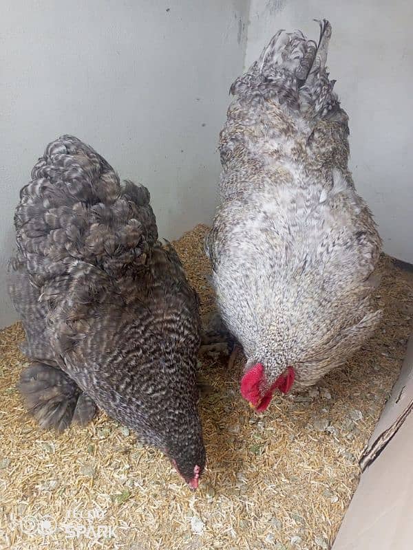 Brahma Hen 0