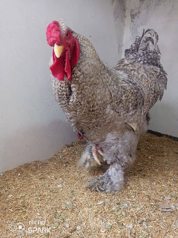 Brahma Hen 1