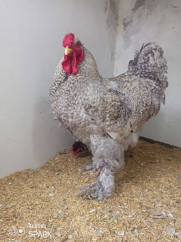 Brahma Hen 2