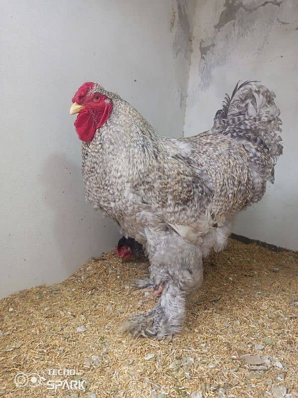 Brahma Hen 3