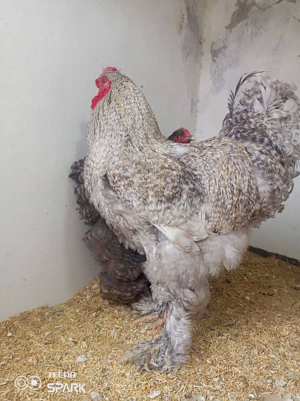 Brahma Hen 4