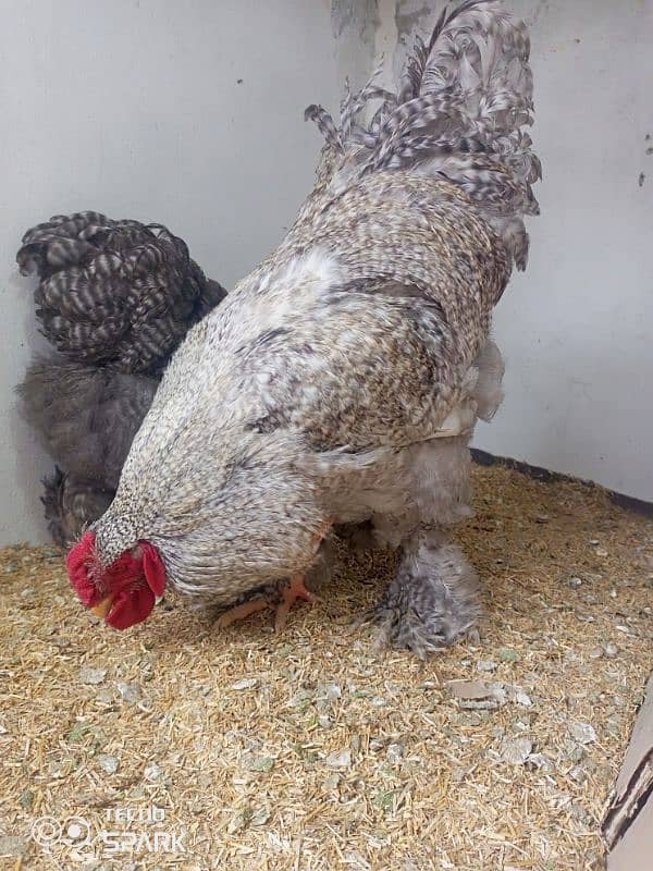 Brahma Hen 5