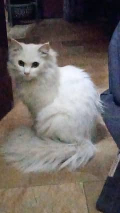 Persian Cat (Female Full Healthy)