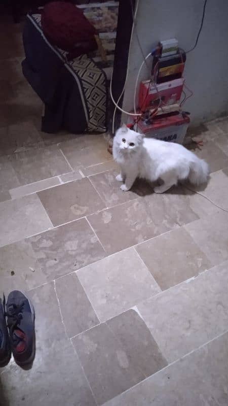 Persian Cat (Female Full Healthy) 2