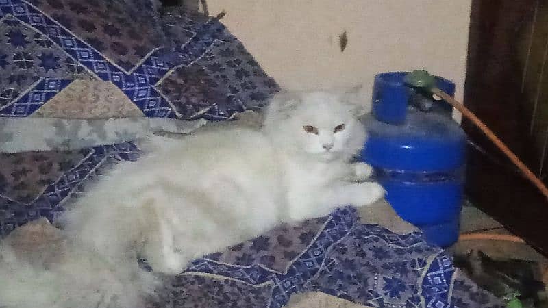 Persian Cat (Female Full Healthy) 3