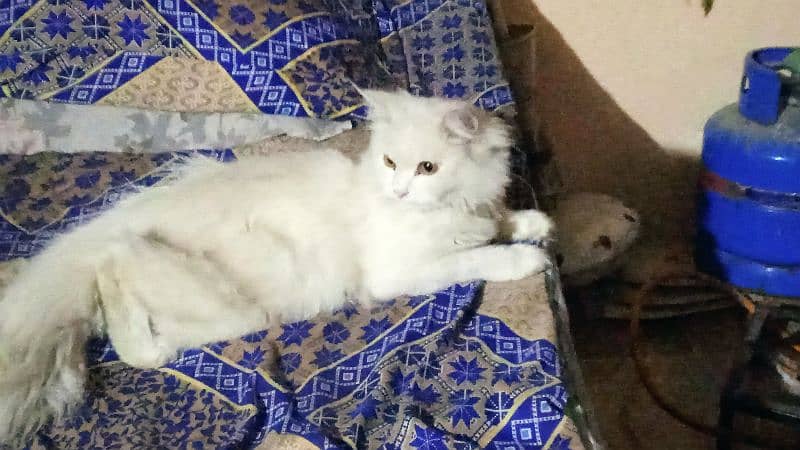 Persian Cat (Female Full Healthy) 4