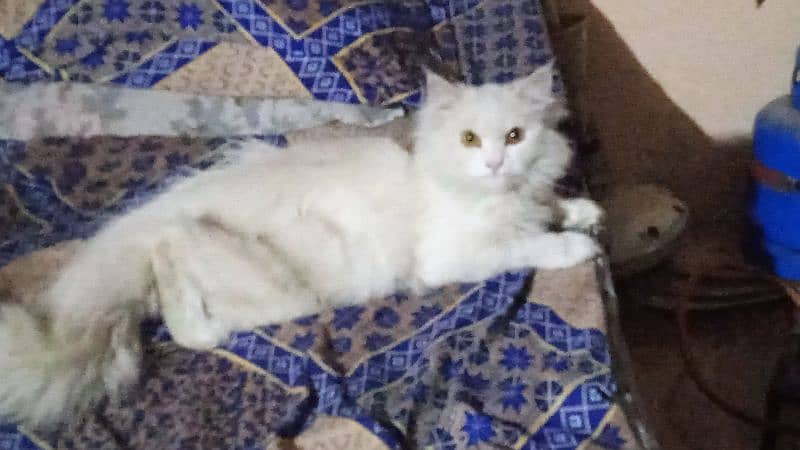 Persian Cat (Female Full Healthy) 5