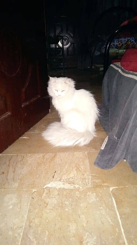 Persian Cat (Female Full Healthy) 7