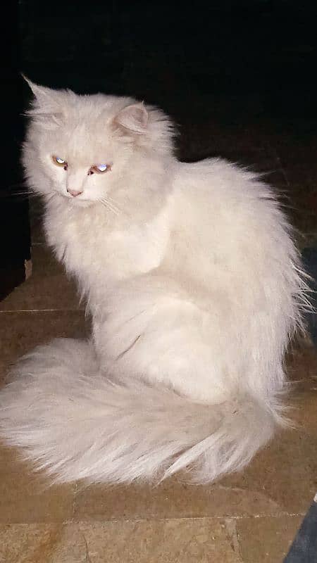 Persian Cat (Female Full Healthy) 8