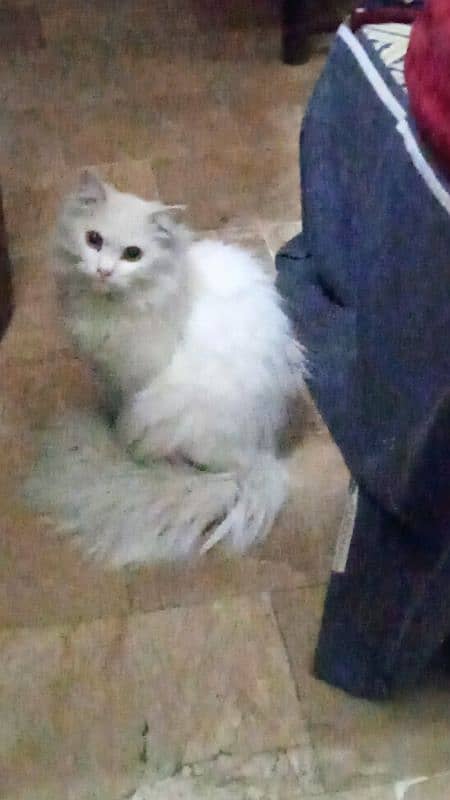 Persian Cat (Female Full Healthy) 9