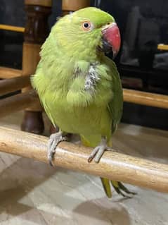 Talking parrot