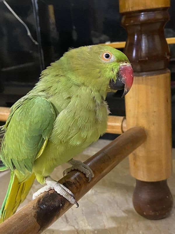 Talking parrot 1