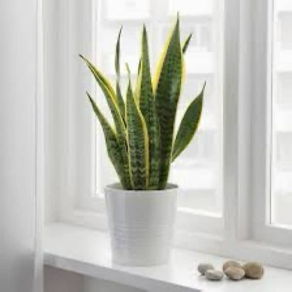 Aloe vera plant indoor Fresh 1