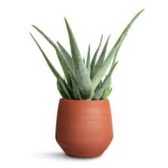 Aloe vera plant indoor Fresh