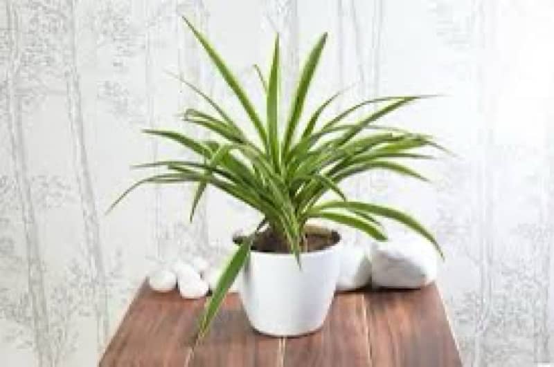 Aloe vera plant indoor Fresh 2