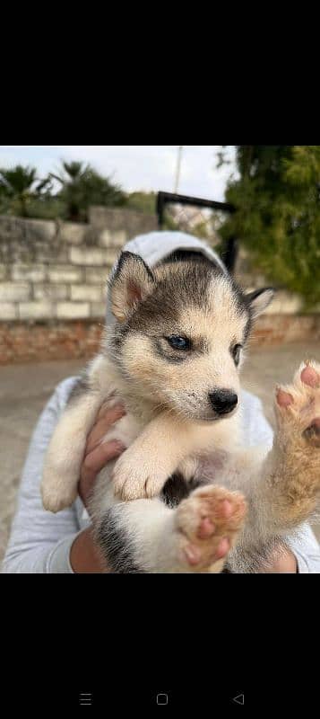 Siberian husky 3