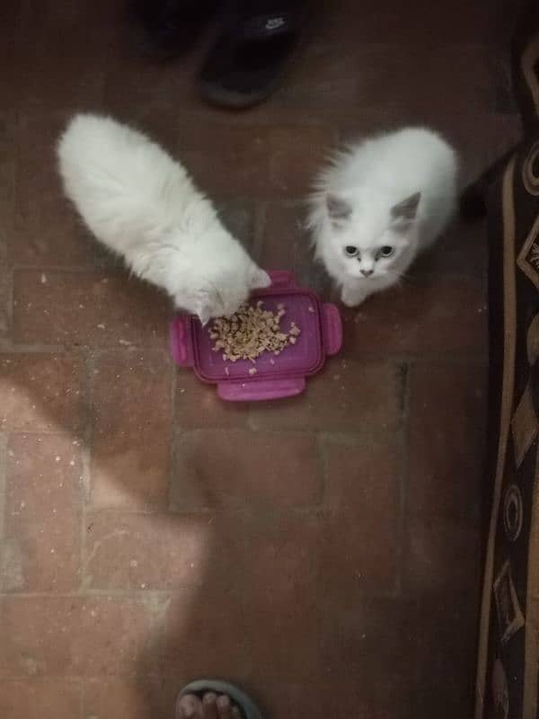 persian kitten 2