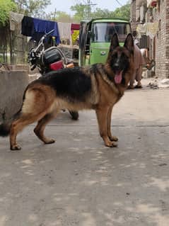 German shepherd Female