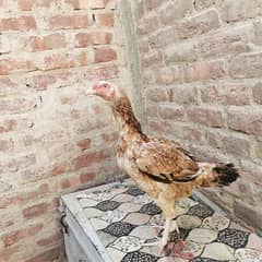 Aseel Mianwali nasal Big size female for sale.