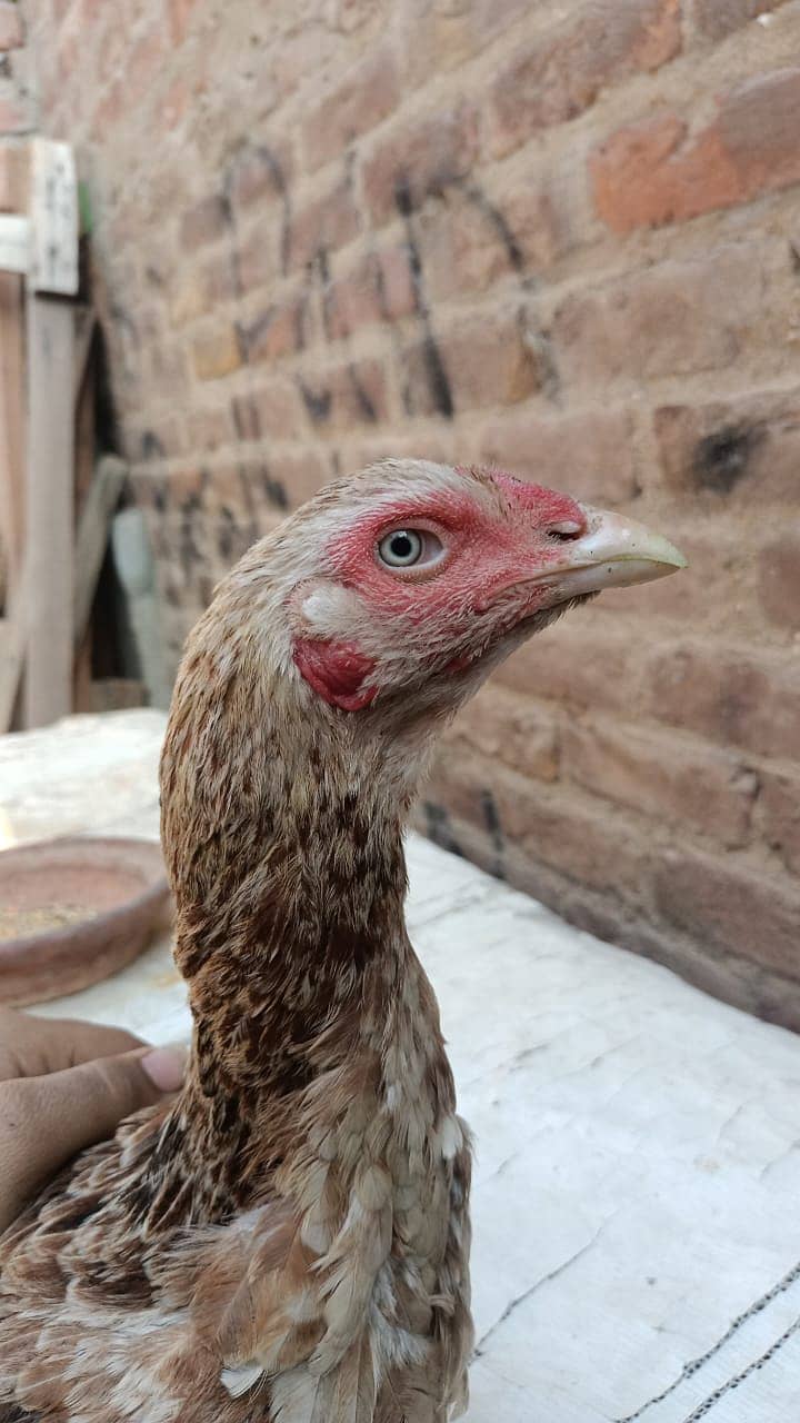 Aseel Mianwali nasal Big size female for sale. 1