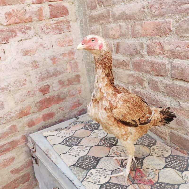 Aseel Mianwali nasal Big size female for sale. 2