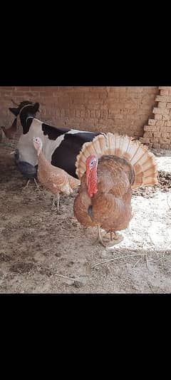 Golden Turkey pair