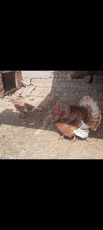 Golden Turkey pair 2