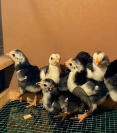 Japanese Shamo chicks availabe