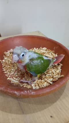 pinapple conure high red baby/chick  parro