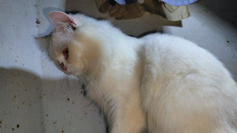 (NOT FOR SALE)Male Cat Available only for Matting (stud) service. 9