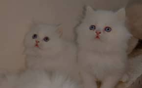 Persian kittens baby