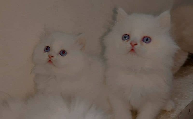 Persian kittens baby 0